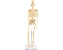 Menselijk Skelet Anatomisch Model - Levensgroot Skelet van 45 cm, Onderwijs Tool met Beweegbare Ledematen en Basis, Ideaal voor Anatomie en Biologie Les